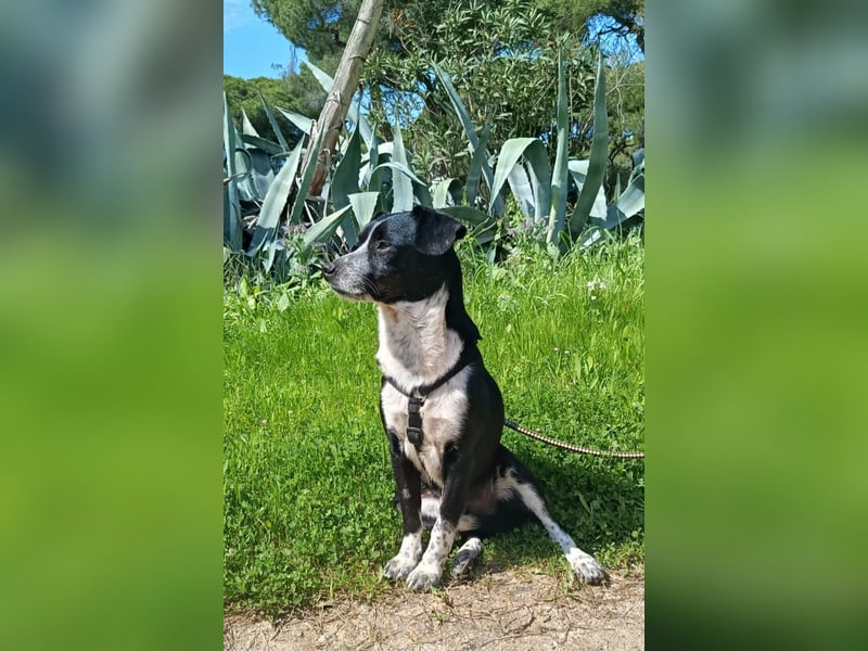 lebenlustiger Hundebube Elfo