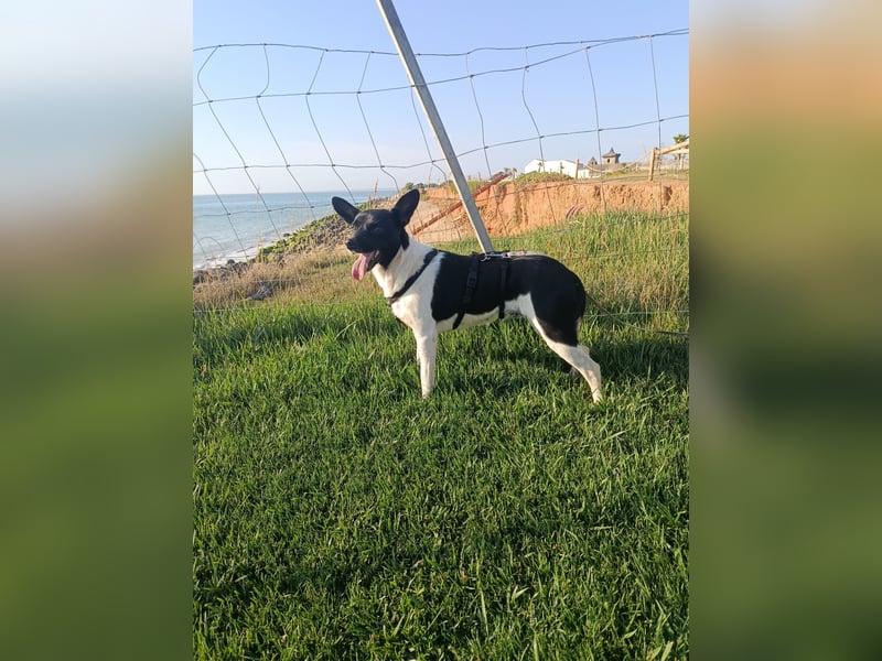 kleine, friedlicher Yaki sucht ruhiges Zuhause