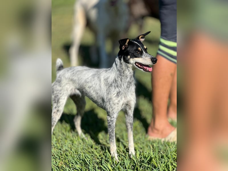 kleine, zarte und sensible Hundeseele