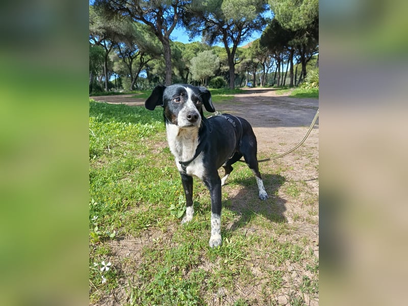 lebenlustiger Hundebube Elfo