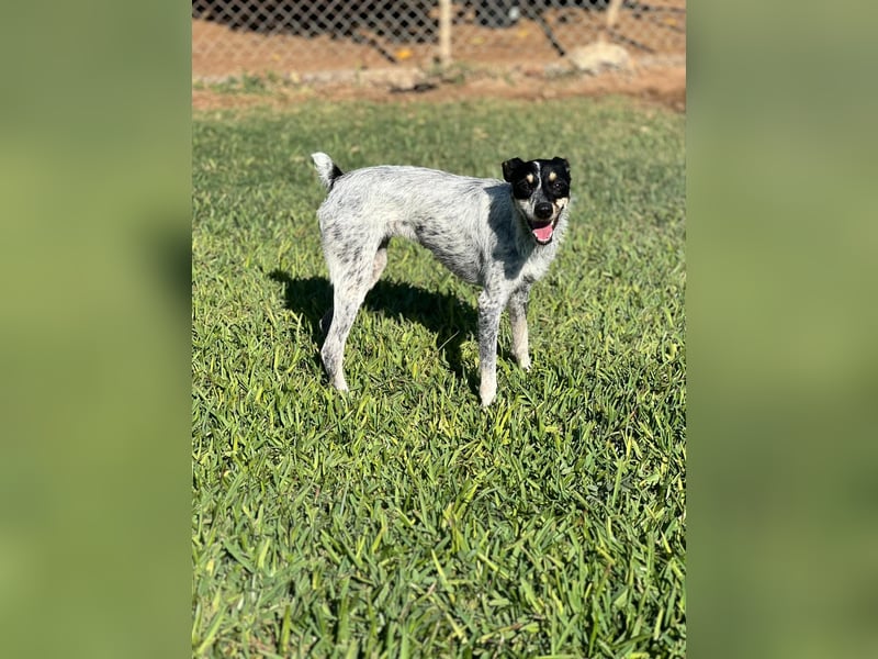 kleine, zarte und sensible Hundeseele