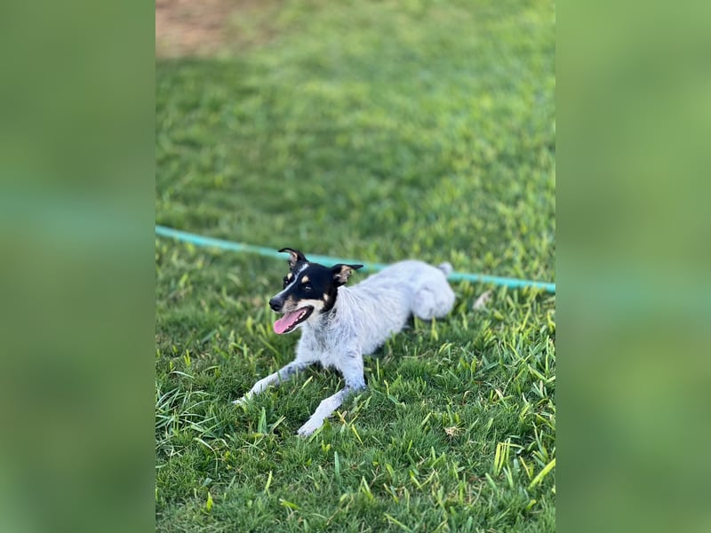 kleine, zarte und sensible Hundeseele