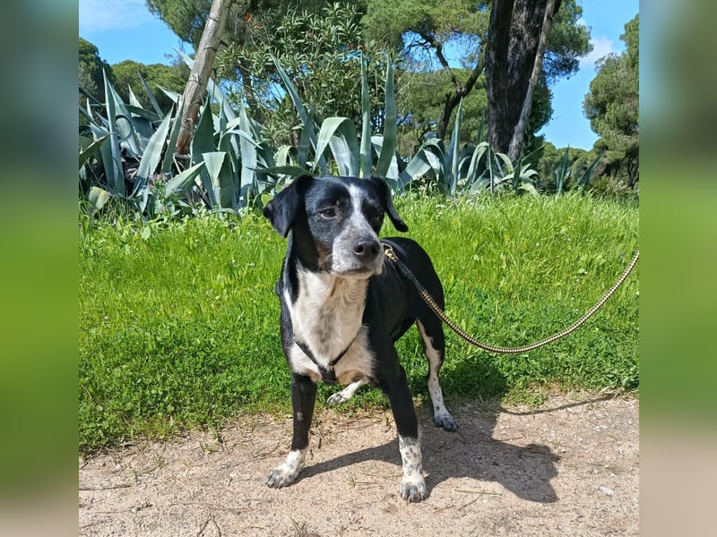 lebenlustiger Hundebube Elfo