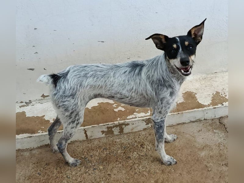 kleine, zarte und sensible Hundeseele