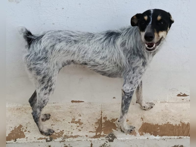 kleine, zarte und sensible Hundeseele