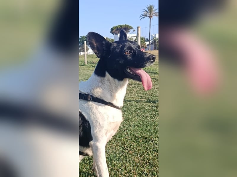 kleine, friedlicher Yaki sucht ruhiges Zuhause