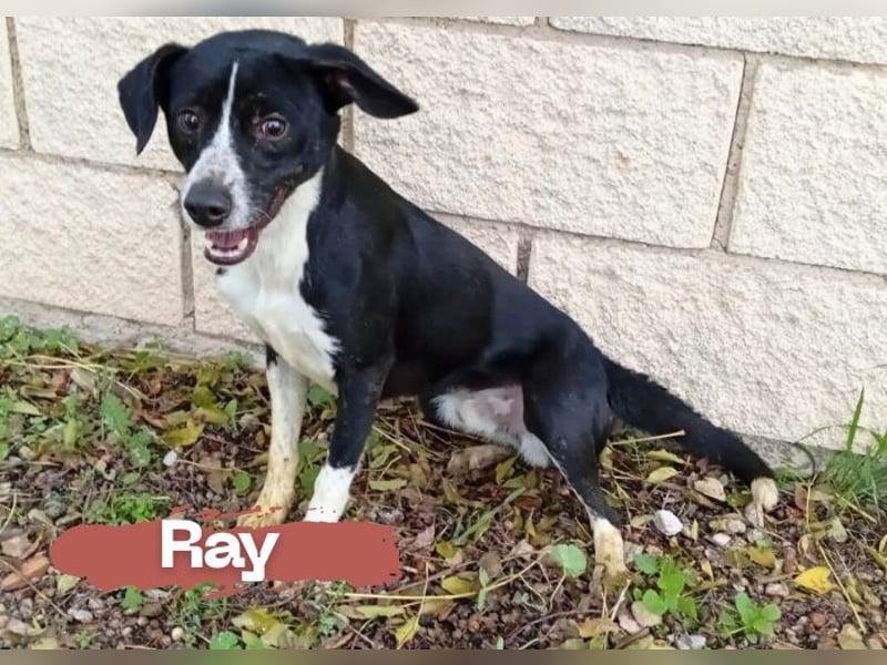Ray sucht liebevolles und geduldiges Zuhause