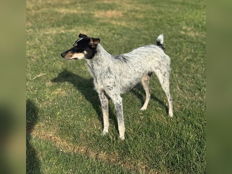 kleine, zarte und sensible Hundeseele