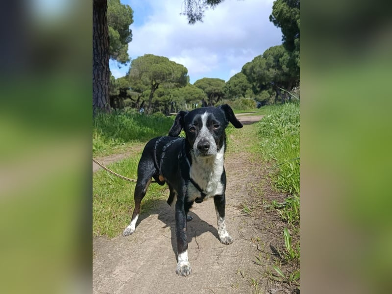 lebenlustiger Hundebube Elfo