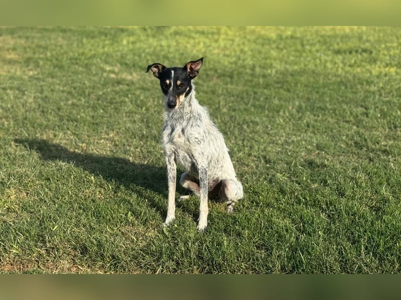 kleine, zarte und sensible Hundeseele