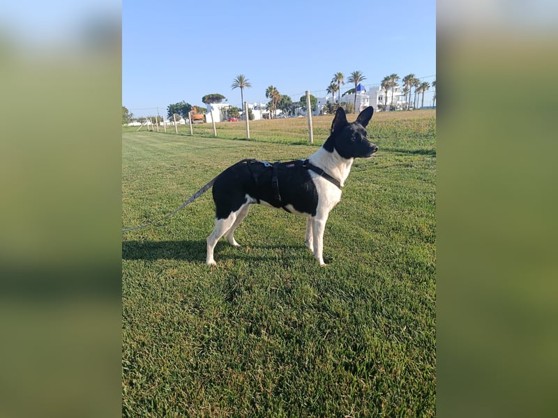 kleine, friedlicher Yaki sucht ruhiges Zuhause