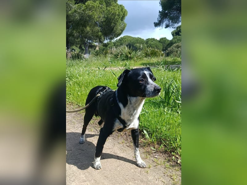 lebenlustiger Hundebube Elfo