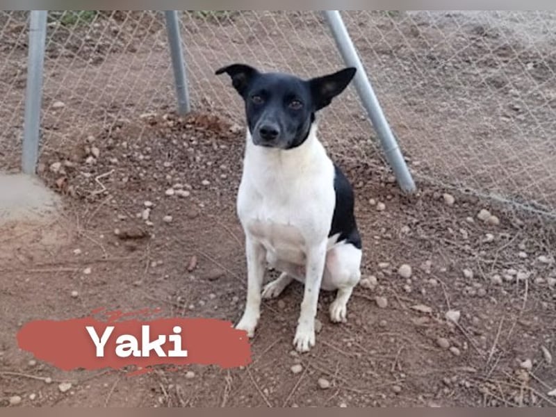 kleine, friedlicher Yaki sucht ruhiges Zuhause