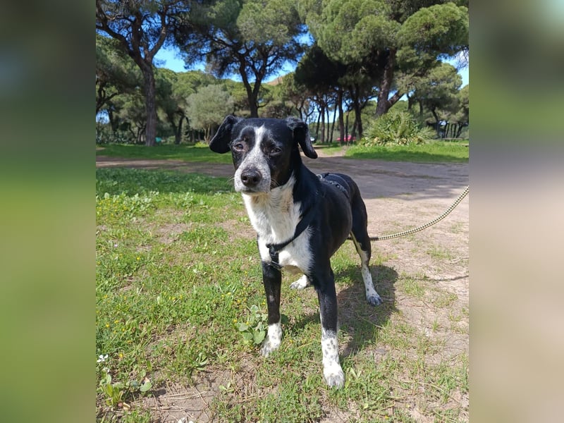 lebenlustiger Hundebube Elfo