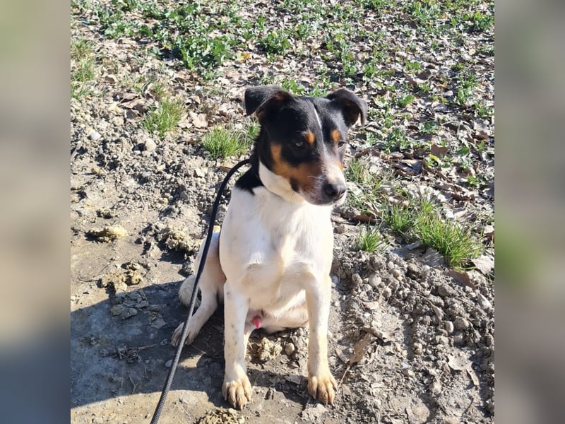 Watson ein gutmütiger Rüde