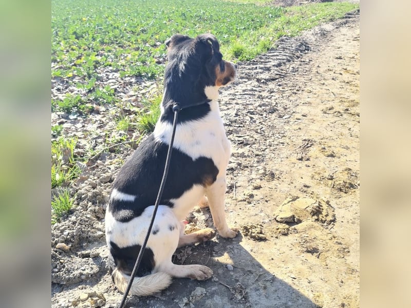 Watson ein gutmütiger Rüde