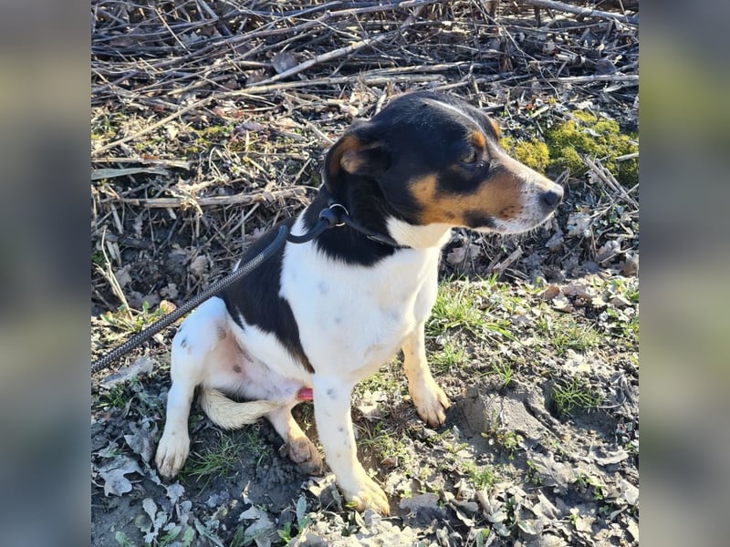 Watson ein gutmütiger Rüde