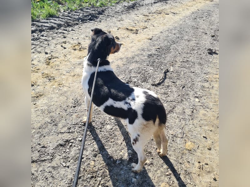 Watson ein gutmütiger Rüde