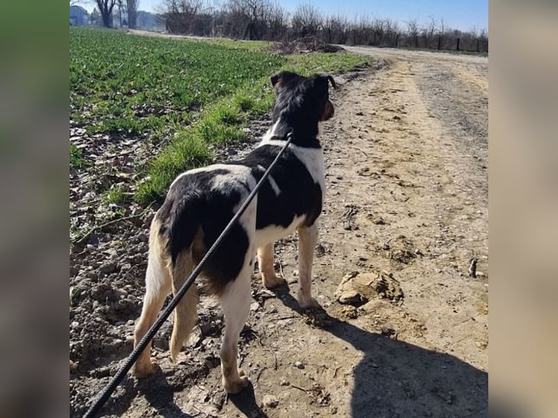 Watson ein gutmütiger Rüde