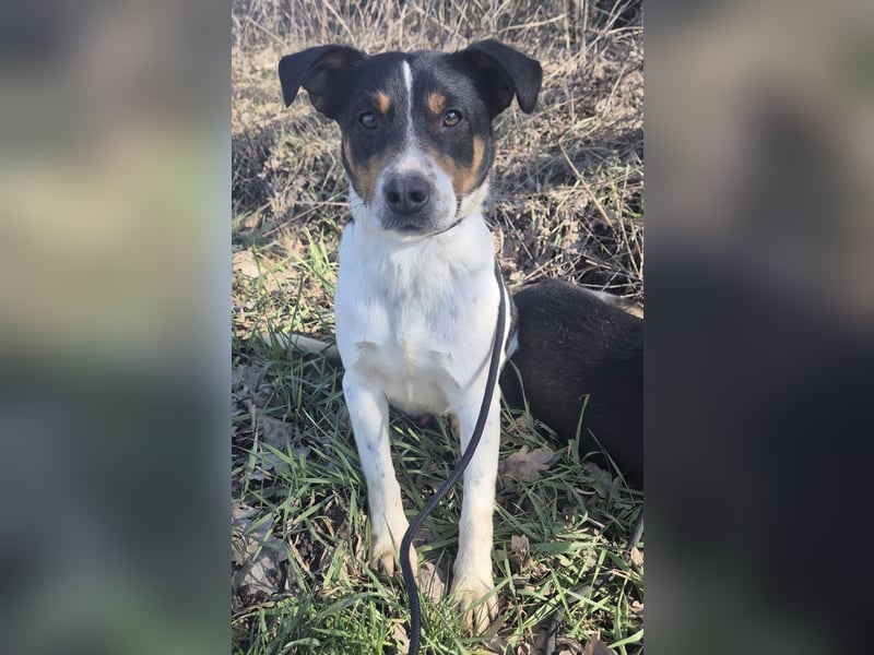 Watson ein gutmütiger Rüde