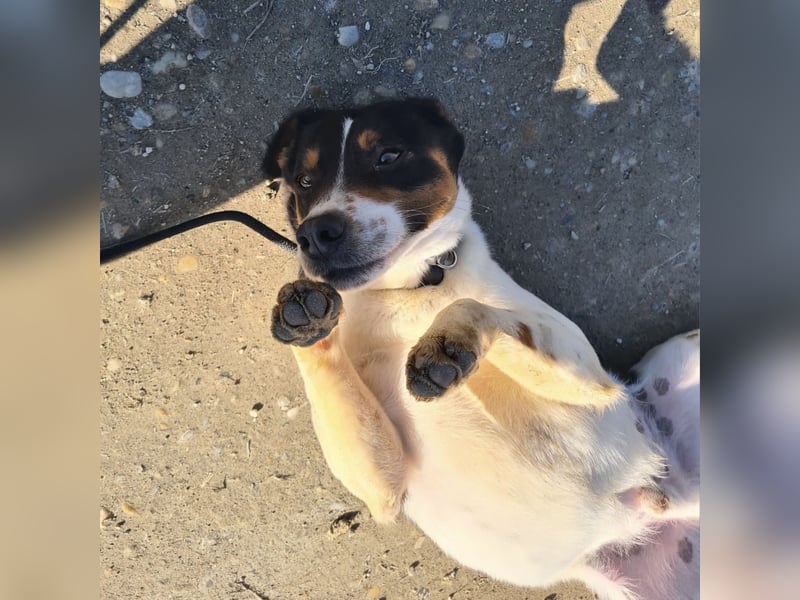 Watson ein gutmütiger Rüde