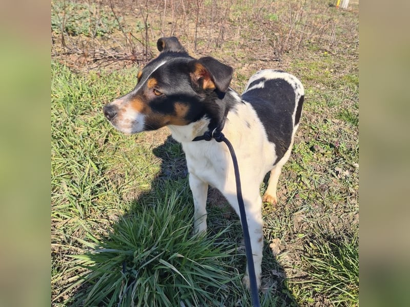 Watson ein gutmütiger Rüde