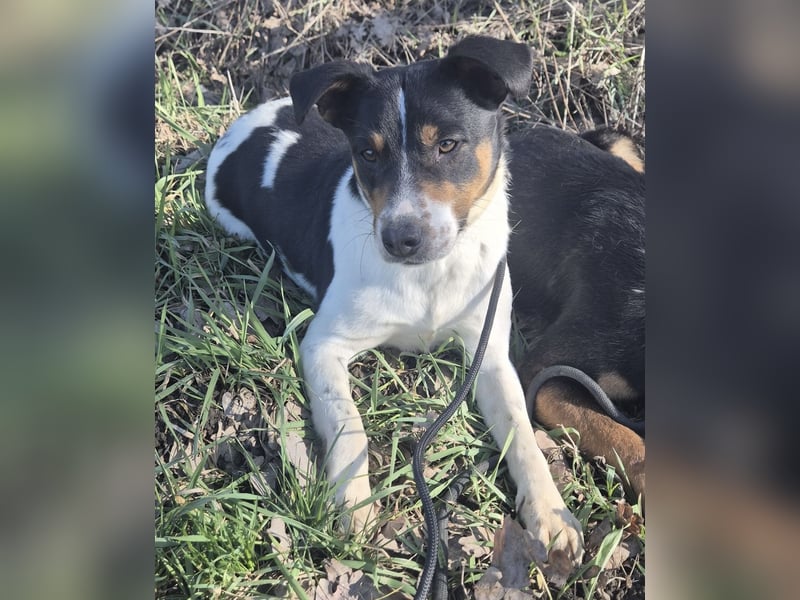 Watson ein gutmütiger Rüde