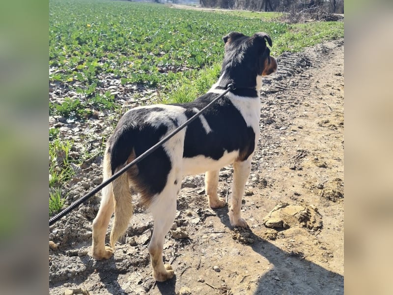 Watson ein gutmütiger Rüde