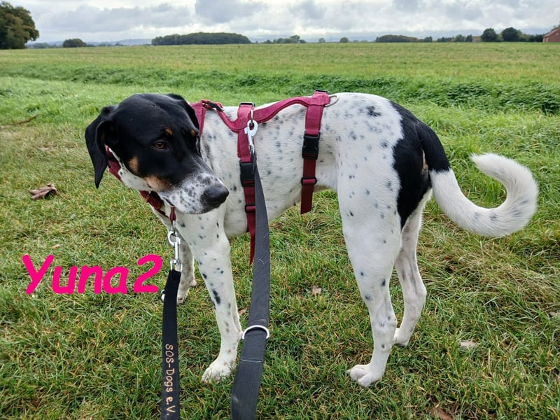 Yuna2 geb. 05/2024 (in Deutschland) - verschmuste und verspielte, Pointer-Mix Hündin!
