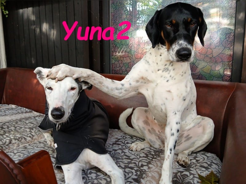 Yuna2 geb. 05/2024 (in Deutschland) - verschmuste und verspielte, Pointer-Mix Hündin!