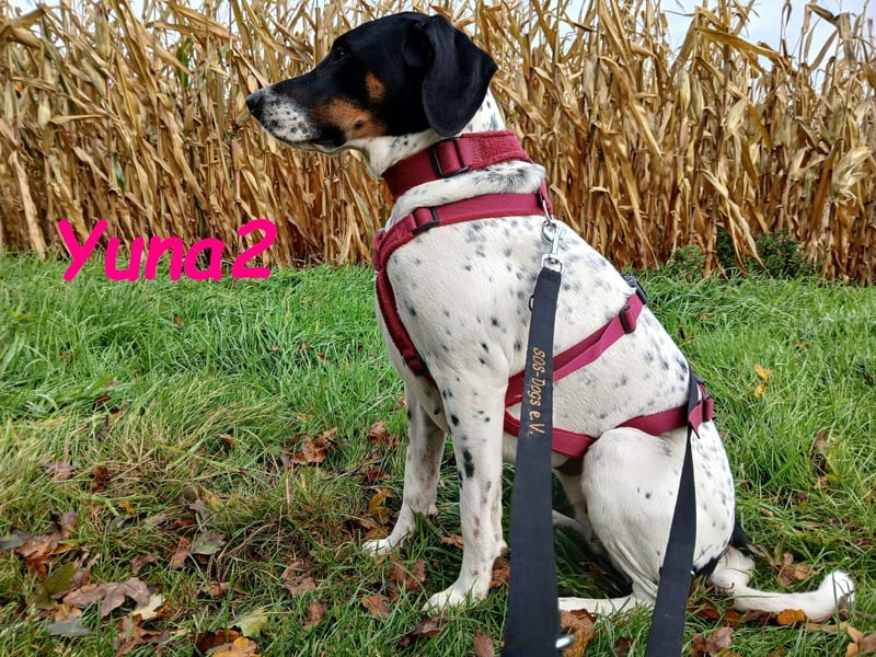 Yuna2 geb. 05/2024 (in Deutschland) - verschmuste und verspielte, Pointer-Mix Hündin!