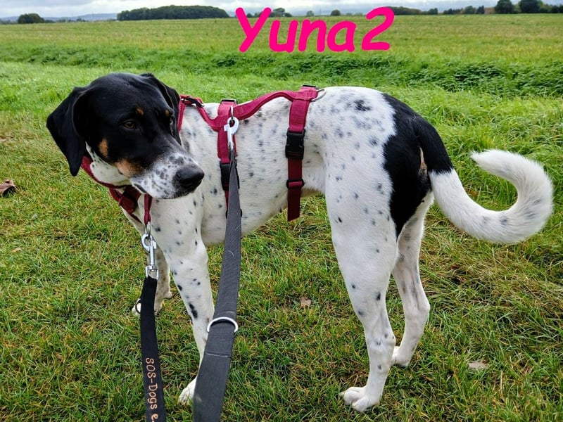 Yuna2 geb. 05/2024 (in Deutschland) - verschmuste und verspielte, Pointer-Mix Hündin!
