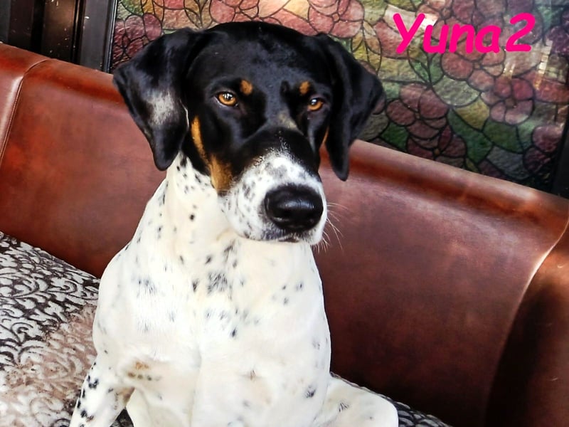 Yuna2 geb. 05/2024 (in Deutschland) - verschmuste und verspielte, Pointer-Mix Hündin!