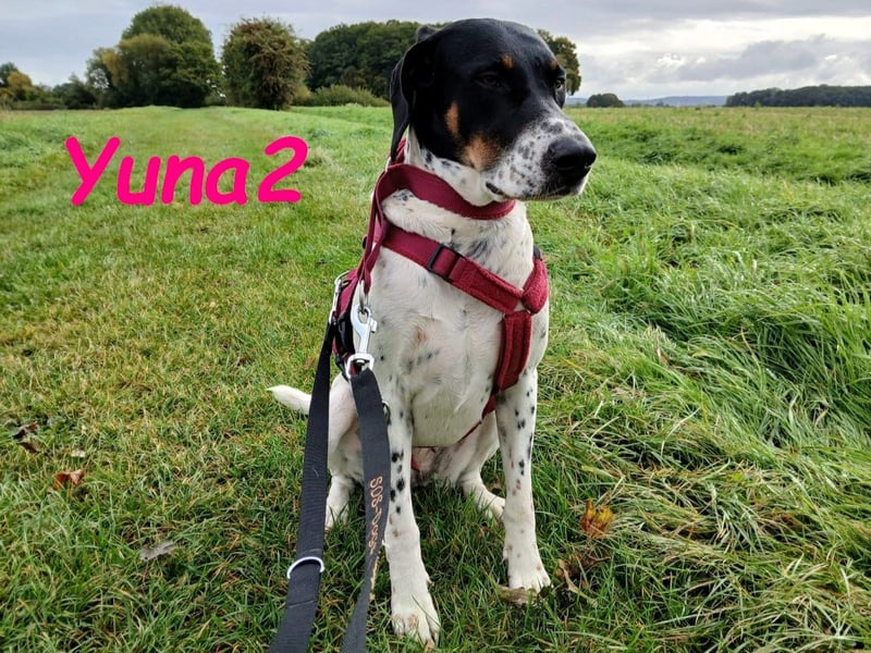 Yuna2 geb. 05/2024 (in Deutschland) - verschmuste und verspielte, Pointer-Mix Hündin!