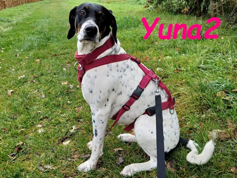 Yuna2 geb. 05/2024 (in Deutschland) - verschmuste und verspielte, Pointer-Mix Hündin!
