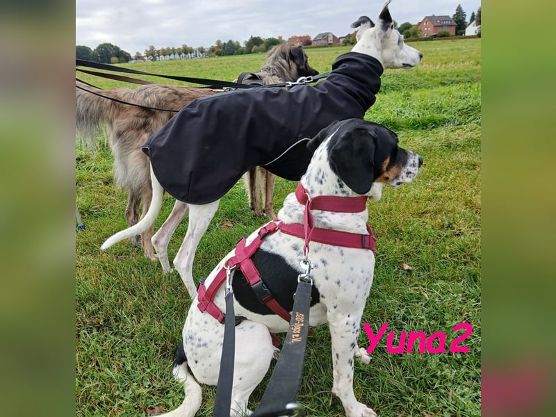 Yuna2 geb. 05/2024 (in Deutschland) - verschmuste und verspielte, Pointer-Mix Hündin!