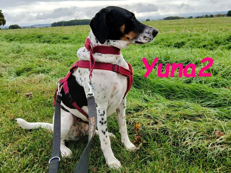 Yuna2 geb. 05/2024 (in Deutschland) - verschmuste und verspielte, Pointer-Mix Hündin!