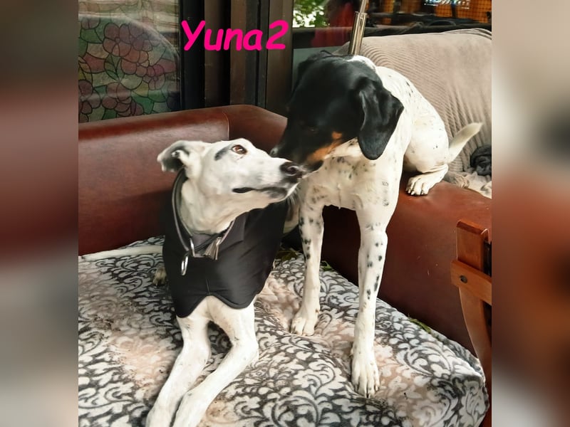 Yuna2 geb. 05/2024 (in Deutschland) - verschmuste und verspielte, Pointer-Mix Hündin!