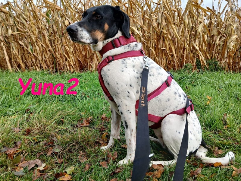 Yuna2 geb. 05/2024 (in Deutschland) - verschmuste und verspielte, Pointer-Mix Hündin!