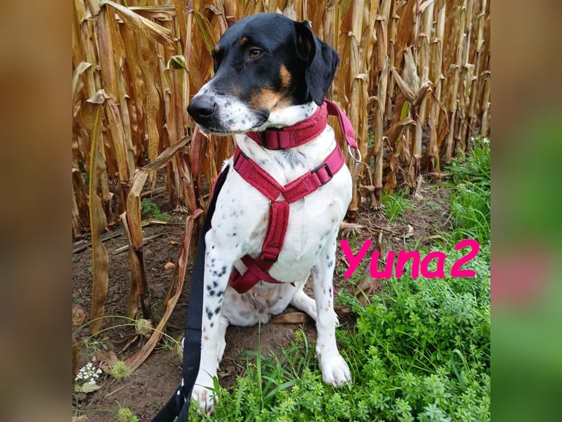 Yuna2 geb. 05/2024 (in Deutschland) - verschmuste und verspielte, Pointer-Mix Hündin!