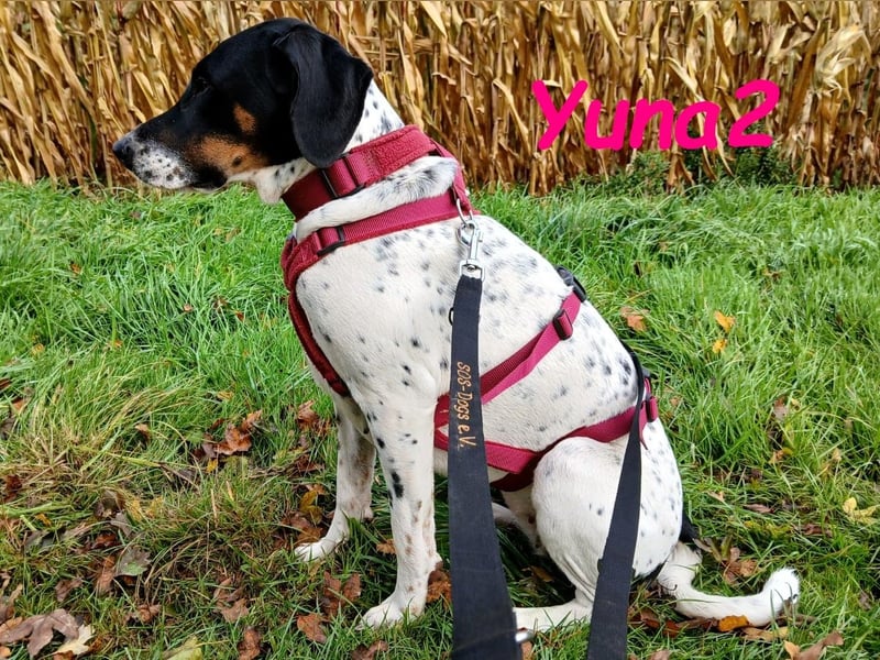 Yuna2 geb. 05/2024 (in Deutschland) - verschmuste und verspielte, Pointer-Mix Hündin!