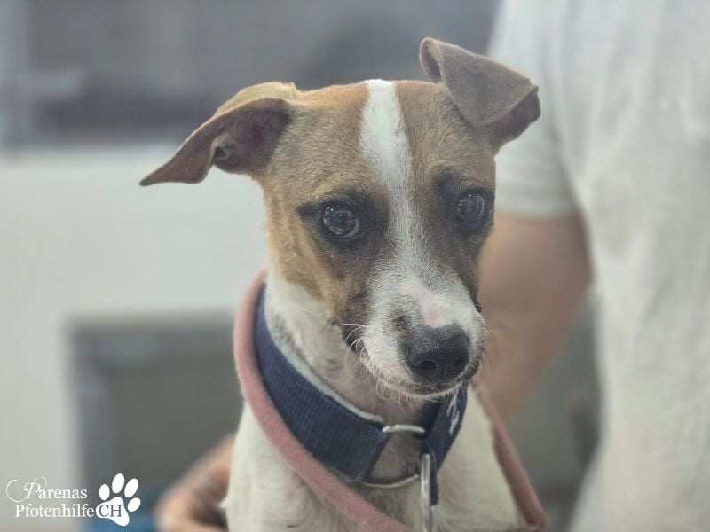 Gonzo braucht anfangs etwas Zeit