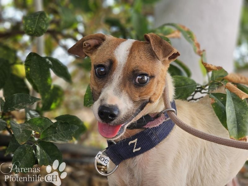 Gonzo braucht anfangs etwas Zeit