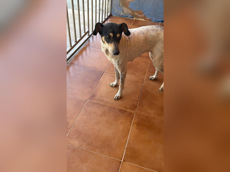 Maya - zauberhafte Bodeguero-Hündin sucht ihr Zuhause
