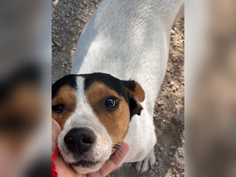 Ping, freundlich sozial und ausgeglichen