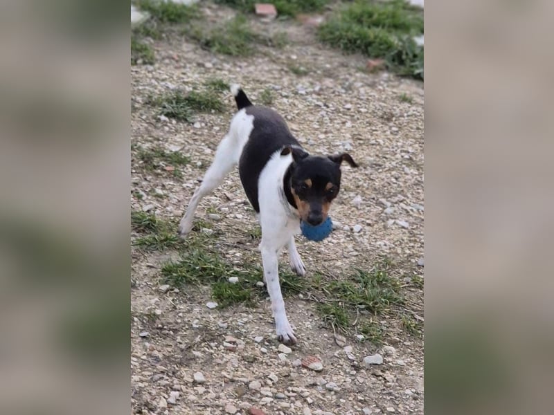 Hada - kleine Glückshündin mit erwartungsvollem Blick sucht ihr Zuhause