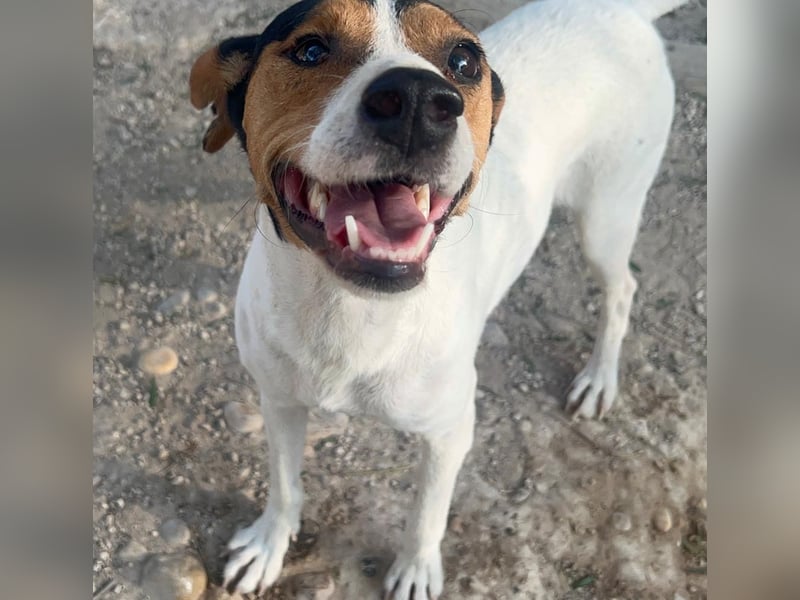 Ping, freundlich sozial und ausgeglichen