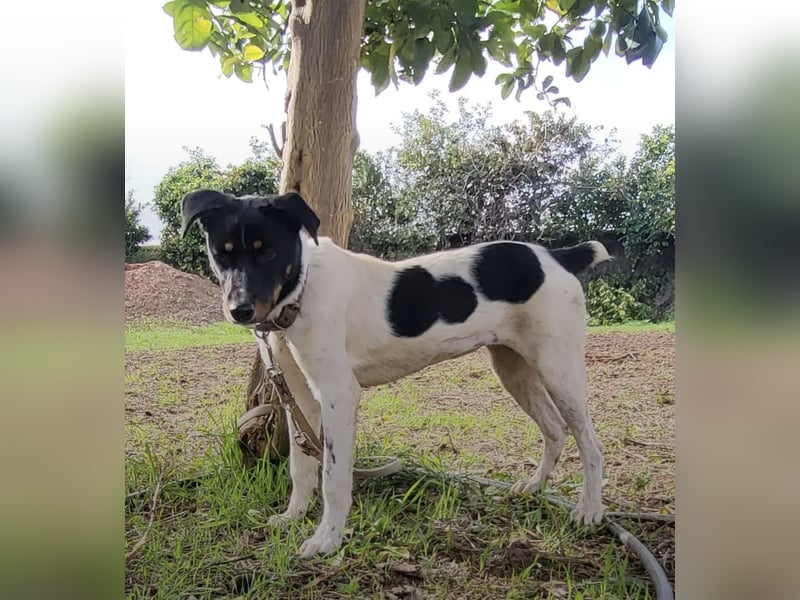 Brisa, eine freundliche menschenbezogene Hündin