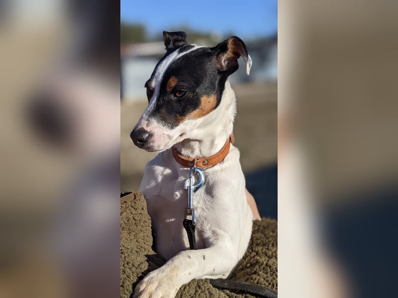 Jimmy – kleiner Bodeguero-Junge auf der Suche nach seinem Herzenszuhause