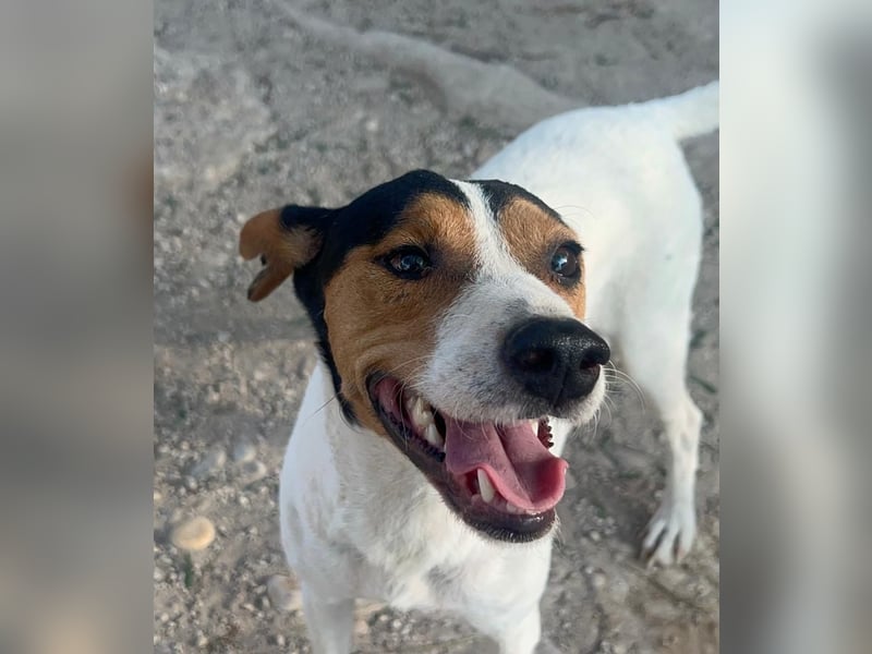 Ping, freundlich sozial und ausgeglichen